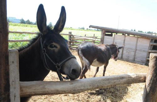 Agriturismo Sol De Montalto - Foto 36