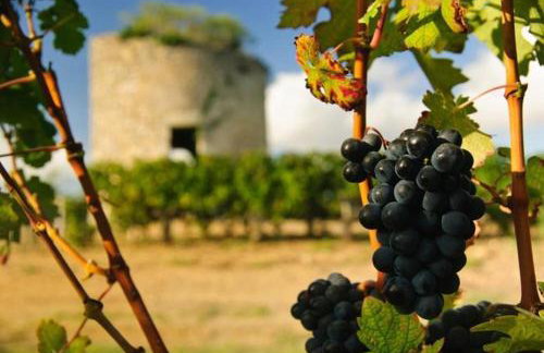 Otonneauxstress - Vigneron - Foto 5