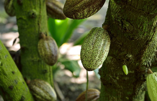 Puerto Plata Cacao Tour - Photo 9