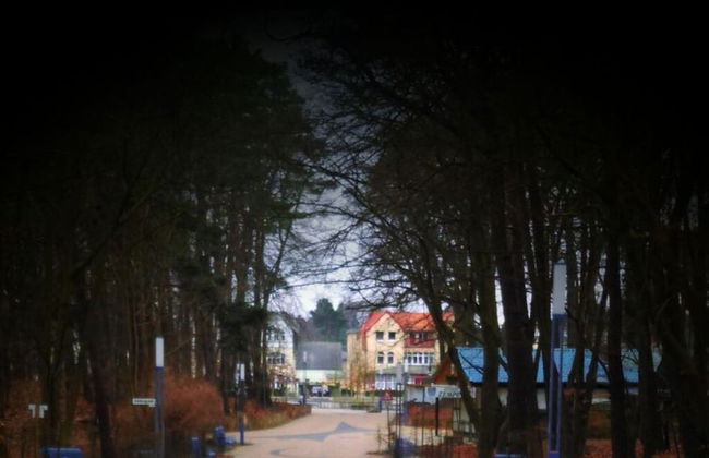 Wood in Zempin/usedom - Foto 16