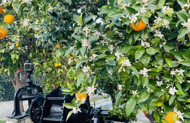 Citrus garden - Photo 15