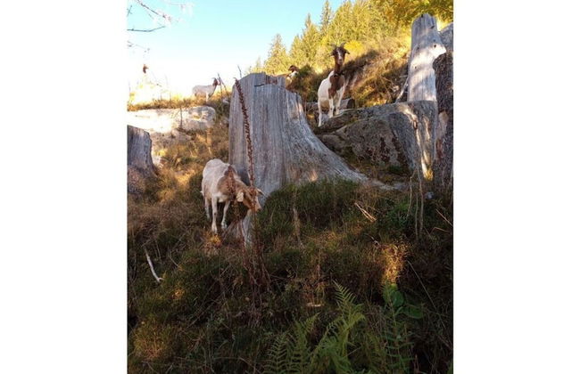 Pine Cones in the Haslehaus - Foto 19