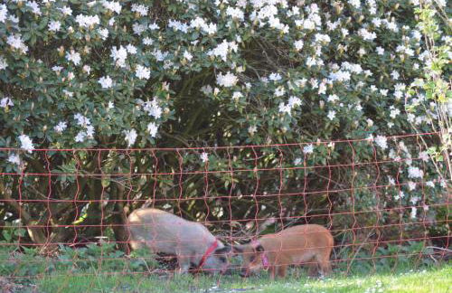 Ferienwohnung Süderfeld - Foto 10