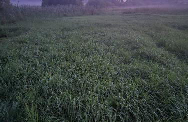 Kryszynówka nad Jeziorakiem - Foto 64