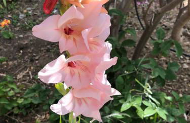 Casas Rurales Hermigua - Foto 34