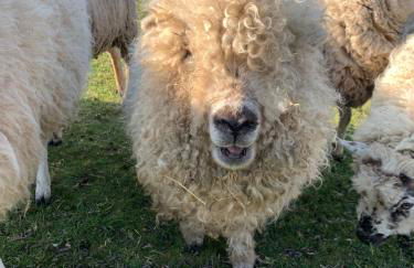 Hertford farm Woodland cabin pet friendly firepit bbq - Foto 40