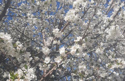 Αρχοντικό Παπανικολάου - Foto 65