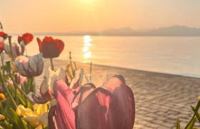 Il Girasole - Foto 5