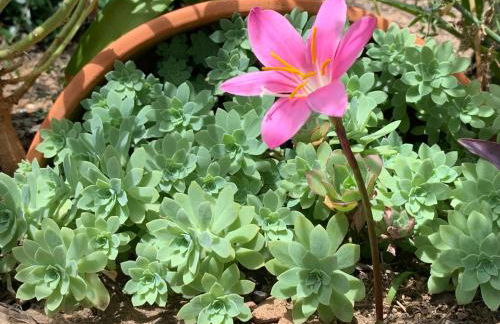 Casa 1-Quinta dos Penedos - Foto 38