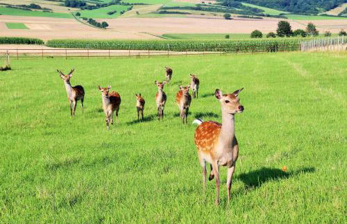 Müllers Hof Ferienwohnung/Pension - Foto 15