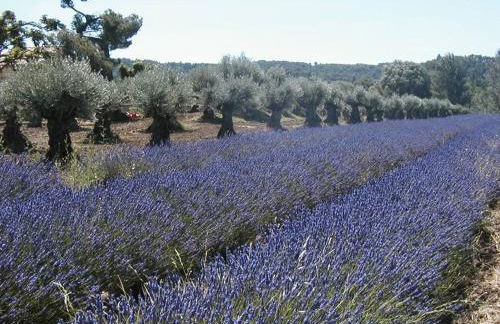 L’Olivier - Foto 32