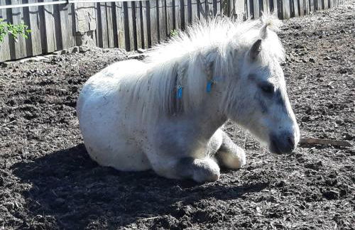 Ferienwohnung Kobelsberg - Foto 9