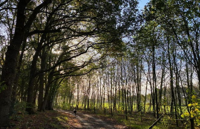 Modern Chalet With Nice Sliding Doors Near Lochem - Foto 22