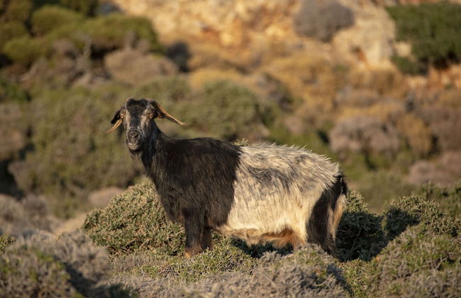 Maestralia - Foto 43