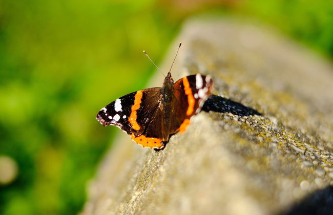 Holiday House Podhamer Marijan - Foto 40