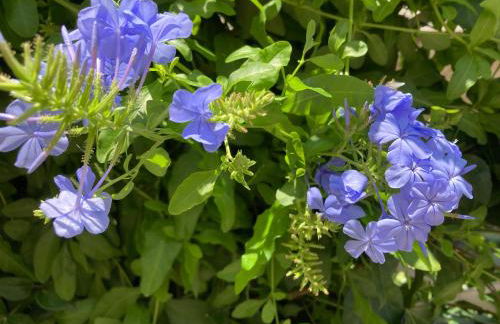 Dielino Amazing Sunset View - Foto 7