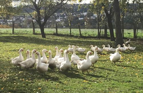 Ferienwohnung auf dem Bauernhof in Hachenburg Hof Kleeberg I Man kann ein Appartment mit Bad zubuchen - Foto 23