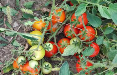 La Terrazza delle Noci - alloggio agrituristico - Foto 14