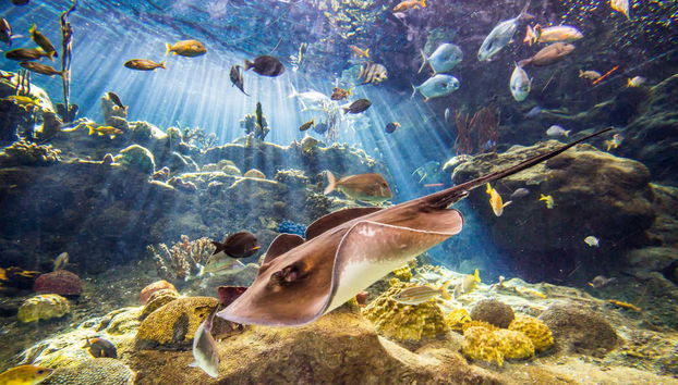 Coral reef in the Florida Aquarium