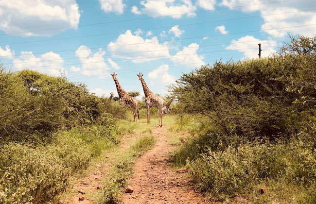 Buyskop Lodge - Foto 23