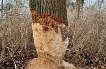 Ferienhaus Biber im Sternenpark - Foto 12