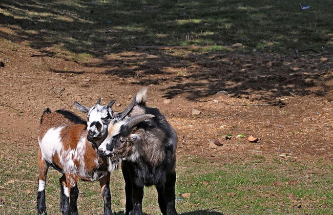 Chalet in Gerolstein Forest Holiday Park - Foto 11