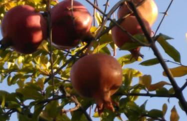 Casa do Sul - Foto 12