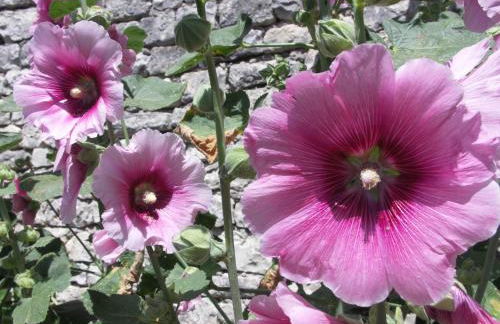 Studio Carline - Photo 15