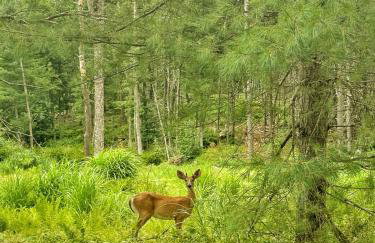 Luxe Modern Cabin with Pond, Fire Pit, Hiking, near Bethel Woods - Foto 35