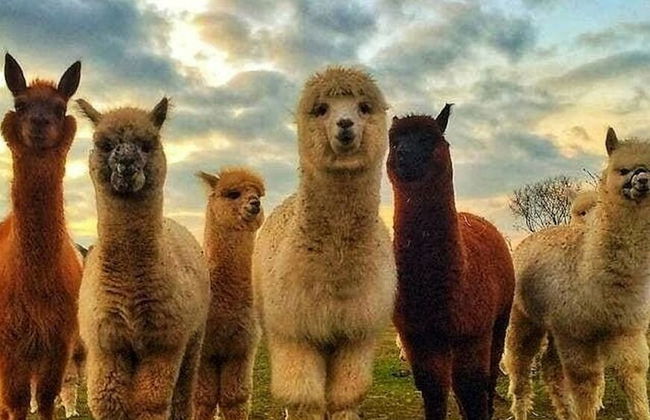 Red Wine - Guest House - Foto 34