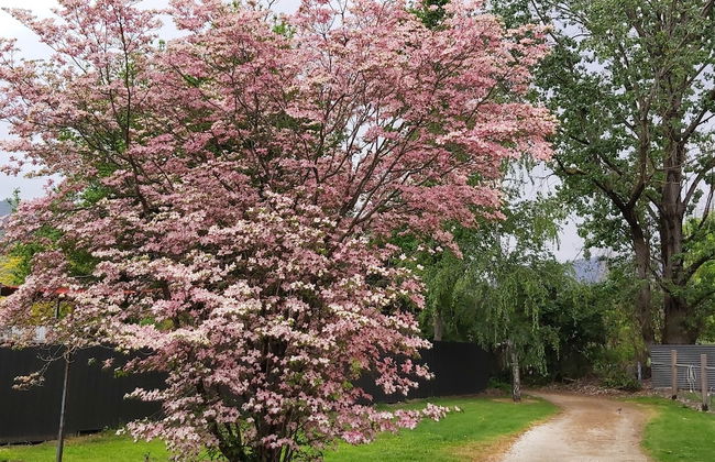 Eco Villa Mt Beauty Near Falls Creek & Bright - Photo 23