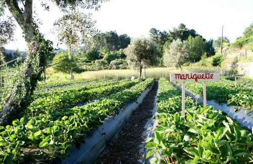 Verde Água Agroturismo e Agricultura Biológica - Foto 19