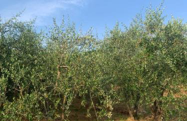 Il gatto e la volpe 1 - Foto 53