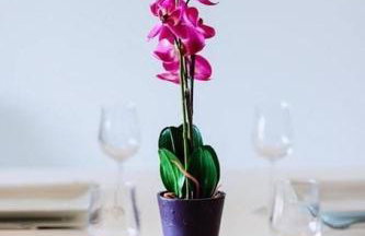 T2 PORTICCIO AGOSTA PLAGE 100M DE LA PLAGE - Foto 12