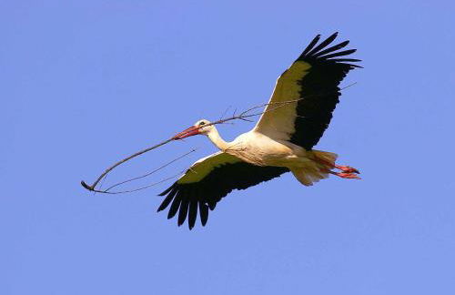 Tapada da Rabela - Reserva Natural - Foto 45