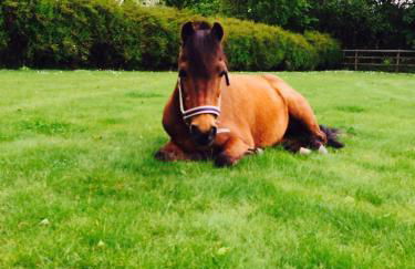 Buchenhof-Nordheide - Foto 11