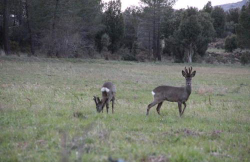 Masia los Toranes - Destino Starlight - Foto 51