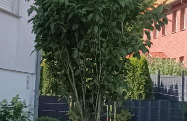 exklusives lichtdurchflutetes Apartment incl Gästegarten umzäunt - Foto 16