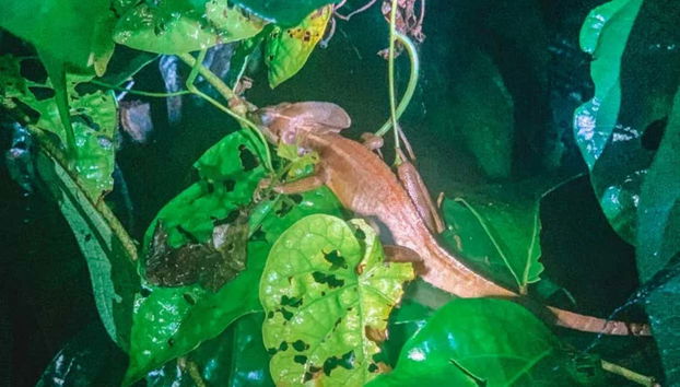 Pay attention to the leaves and branches