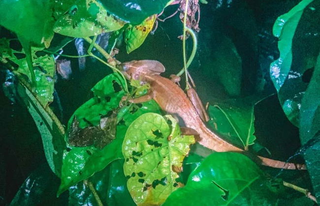 Senderismo nocturno por Tortuguero - Foto 5