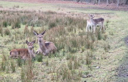Rancho Colorado - Foto 66