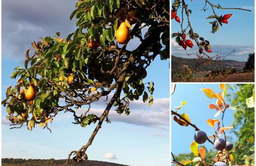 Gästewohnung Leinetal - Foto 16