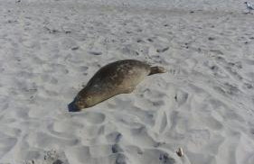 Apartament 45 Baltic Park Pogorzelica - Foto 26