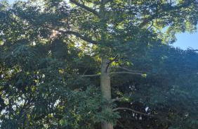 Chácara Santo Antonio - Foto 68