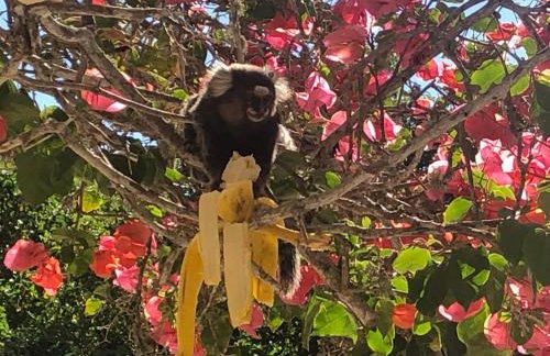 Villa Saint Tropez - Foto 34