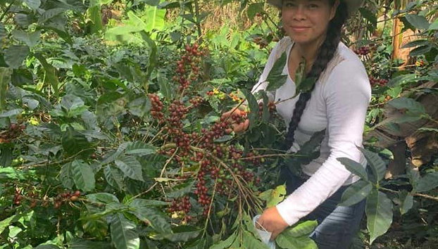 Tour del café por San Marcos de Tarrazú - Foto 2, Visitando las plantaciones de café