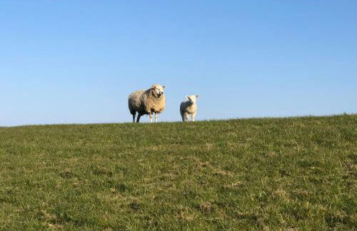 Ferienwohnung Nebelhorn in Dagebüll - Foto 47