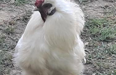 Serenità nella Natura - Foto 19