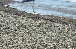 Il Melarancio del Salento - Foto 24