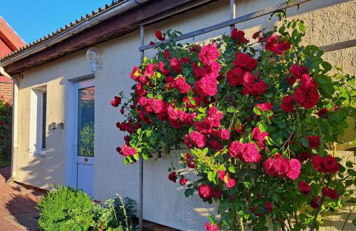 Apartment Kletterrose, Seenähe, Mecklenburgische Seenplatte - Foto 7